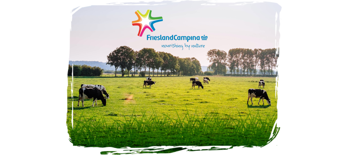 Friesland Campina-Logo auf einer Kuhweide